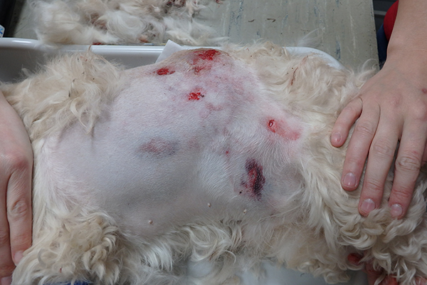 Dierenkliniek Tiel-Drumpt: De gebeten hond: Net gebeten, de linkerzijde lijkt op het oog mee te vallen.