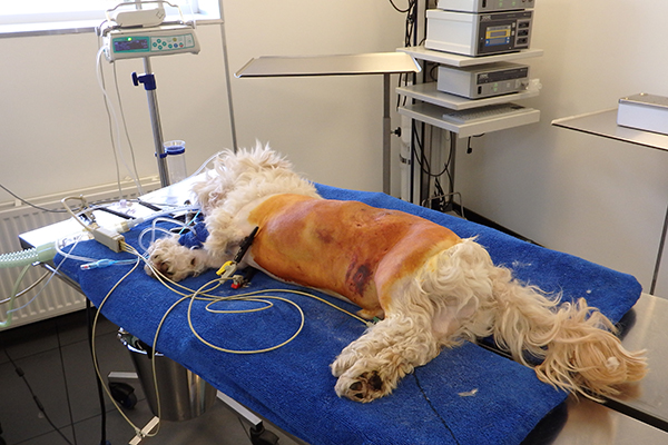 Dierenkliniek Tiel-Drumpt: De gebeten hond: Woody wordt voorbereid om operatief te gaan inspecteren en herstellen.