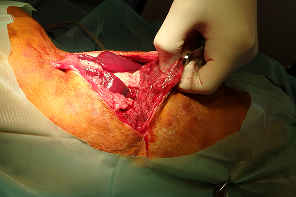 Dierenkliniek Tiel-Drumpt: De gebeten hond: Bij Woody bleek zelfs de buikholte behoorlijk open te liggen.