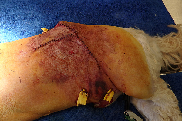 Dierenkliniek Tiel-Drumpt: De gebeten hond: De huid is weer gesloten met drains voor de vochtafvoer.
