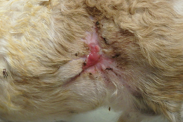 Dierenkliniek Tiel-Drumpt: De gebeten hond: De wond aan de linkerzijde is bijna dicht.