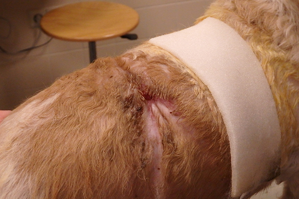 Dierenkliniek Tiel-Drumpt: De gebeten hond: De wond aan de rechterzijde is bijna dicht.