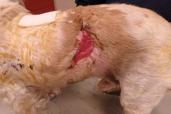 Dierenkliniek Tiel-Drumpt: De gebeten hond: De genezing zet links goed door.