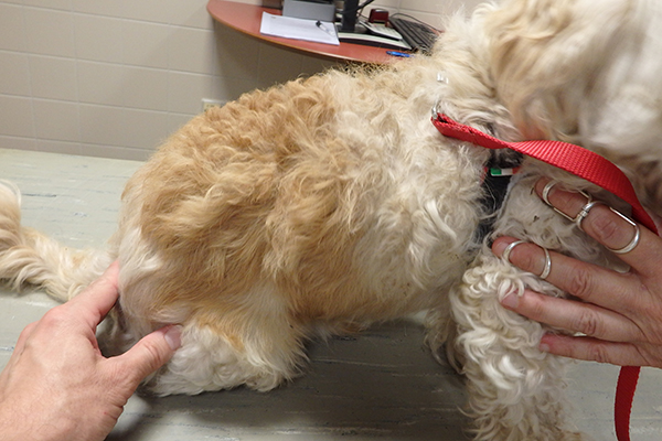Dierenkliniek Tiel-Drumpt: De gebeten hond: De rechterzijde is geheel hersteld. Het lidteken is opvallend klein.