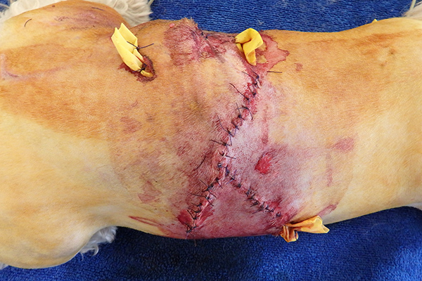 Dierenkliniek Tiel-Drumpt: De gebeten hond: De rechterzijde is ook gesloten met een drain erin.