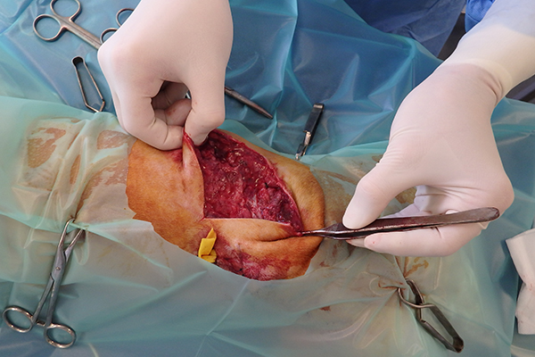 Dierenkliniek Tiel-Drumpt: De gebeten hond: Van de vetlaag onder de huid is niks meer over.