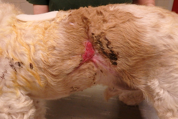 Dierenkliniek Tiel-Drumpt: De gebeten hond: De genezing zet links goed door.