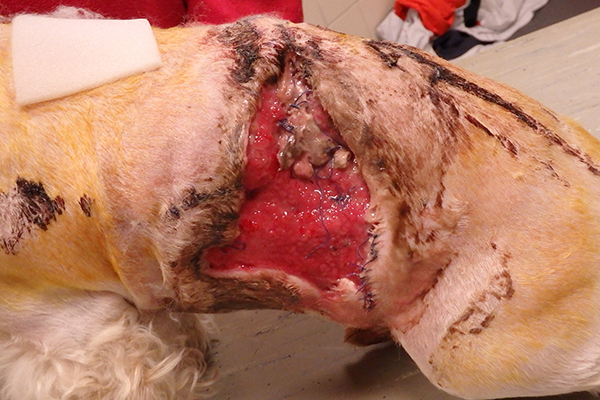 Dierenkliniek Tiel-Drumpt: De gebeten hond: De dode huid is afgestorven. Bovenin zit nog een stuk necrotisch materiaal.