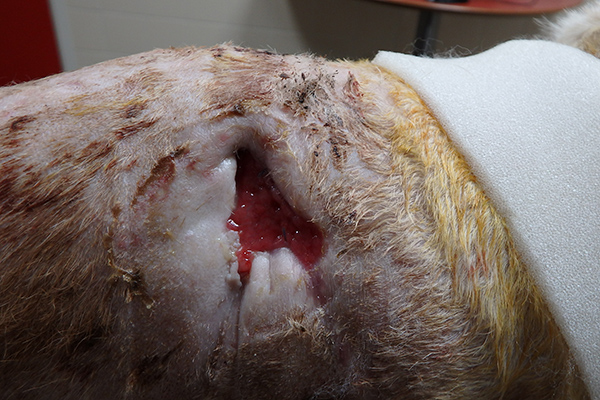Dierenkliniek Tiel-Drumpt: De gebeten hond: De wondranden zitten aan de rechterzijde vast aan de onderlaag.