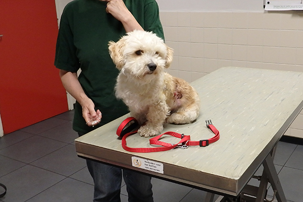 Dierenkliniek Tiel-Drumpt: De gebeten hond: Woody is weer helemaal hersteld.