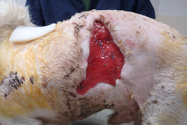 Dierenkliniek Tiel-Drumpt: De gebeten hond: De wondranden zitten rondom bijna geheel vast aan de onderliggende laag.