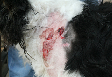 afbeelding Wondbehandeling