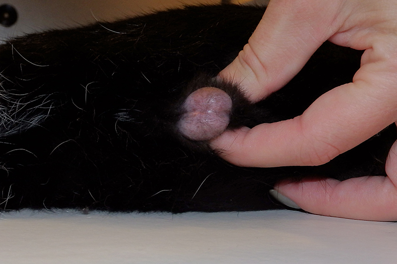 Dierenkliniek Tiel-Drumpt: Bij de castratie van de kater wordt de balzak geplukt.