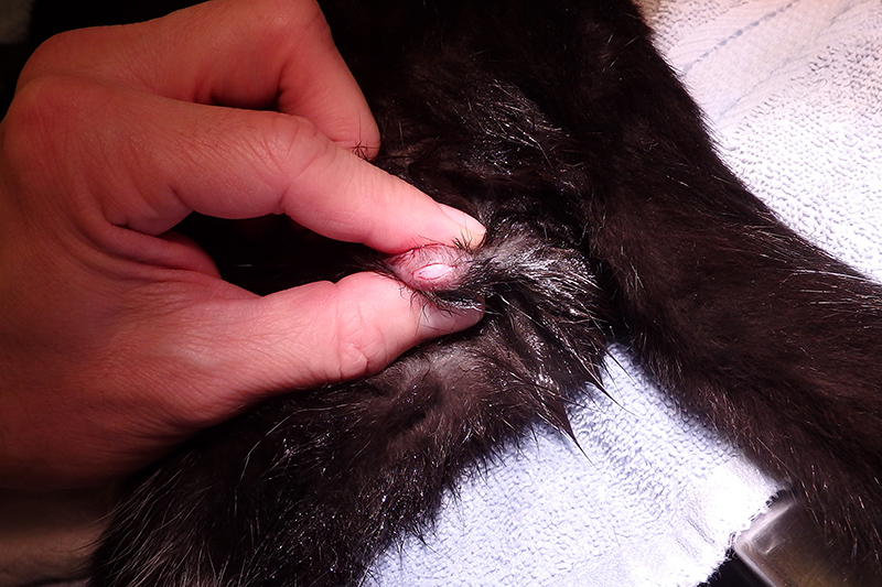 Dierenkliniek Tiel-Drumpt: Bij de castratie van de kater wordt een snede in het scrotum gemaakt, hierlangs wordt daarna de testikel naar buiten gehaald.