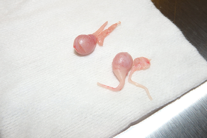 Dierenkliniek Tiel-Drumpt: Aan het einde van de castratie van de kater, zijn beide testikels verwijderd.