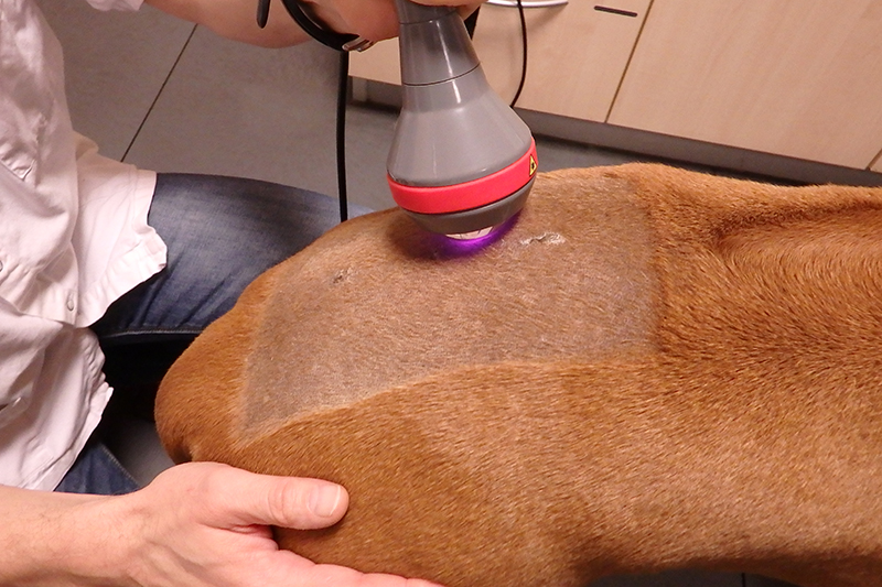 Dierenkliniek Tiel-Drumpt:Laserbehandeling van een operatiewond van een hond.