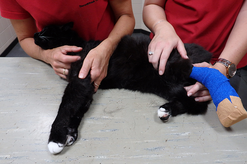 afbeelding Verbanden