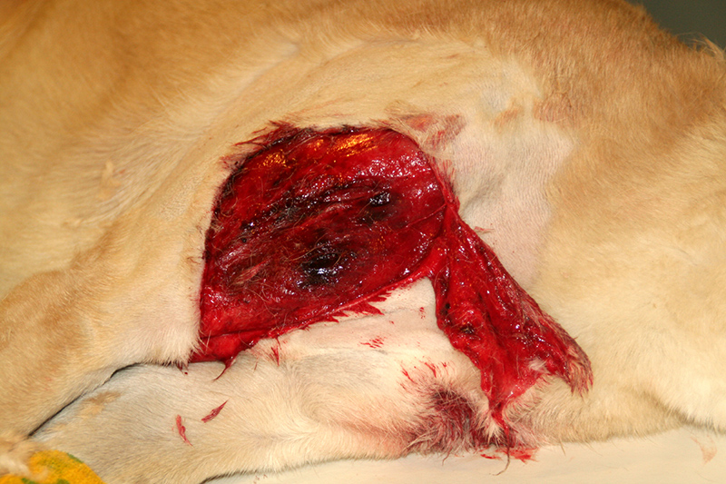 Dierenkliniek Tiel-Drumpt: Er bestaan allerlei wonden en bij elk type wond hoort een bepaalde wondbehandeling.