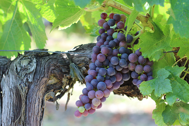 Dierenkliniek Tiel-Drumpt: Druivenvergiftiging, we kennen allemaal de druiventrossen.