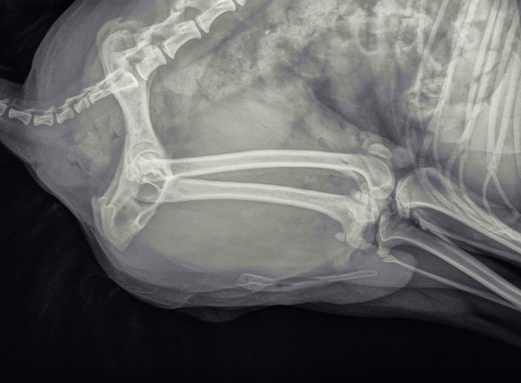 Dierenkliniek Tiel-Drumpt: Plasproblemen bij de hond: Na de operatie, bleek op de röntgenfoto dat alle steentjes verwijderd waren.