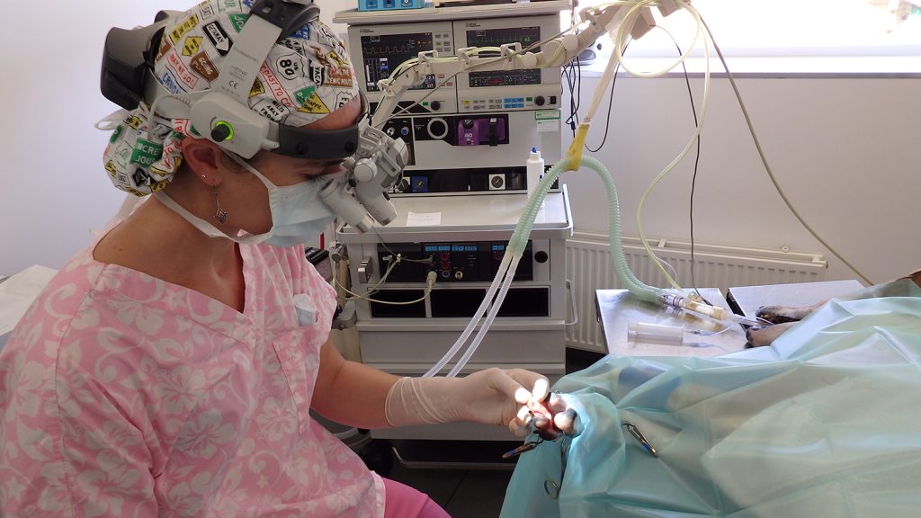 Dierenkliniek Tiel-Drumpt: De Schotse collie Xander loopt mank: Er moet met een loepbril geopereerd worden.