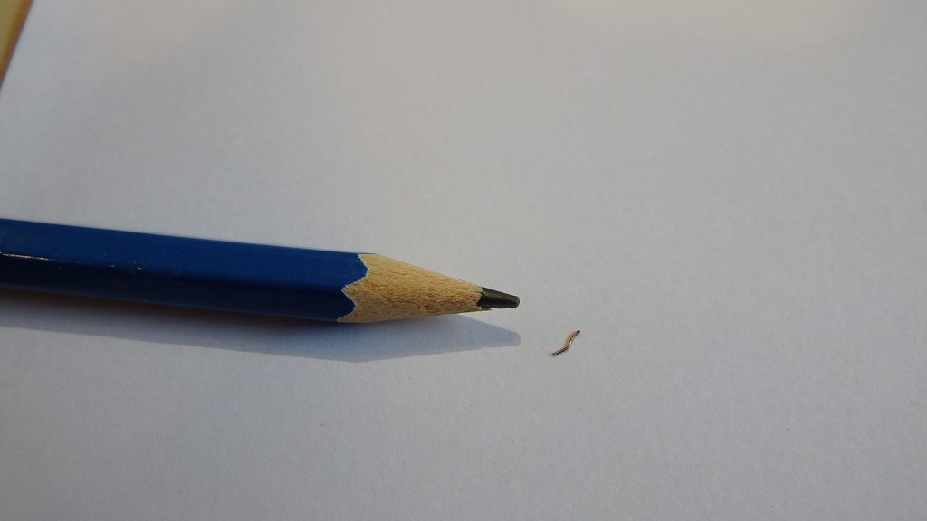 Dierenkliniek Tiel-Drumpt: De Schotse collie Xander loopt mank: Zoals te zien is, was het een heel klein stukje metaal. Het was een hele kunst om deze gevonden te krijgen.