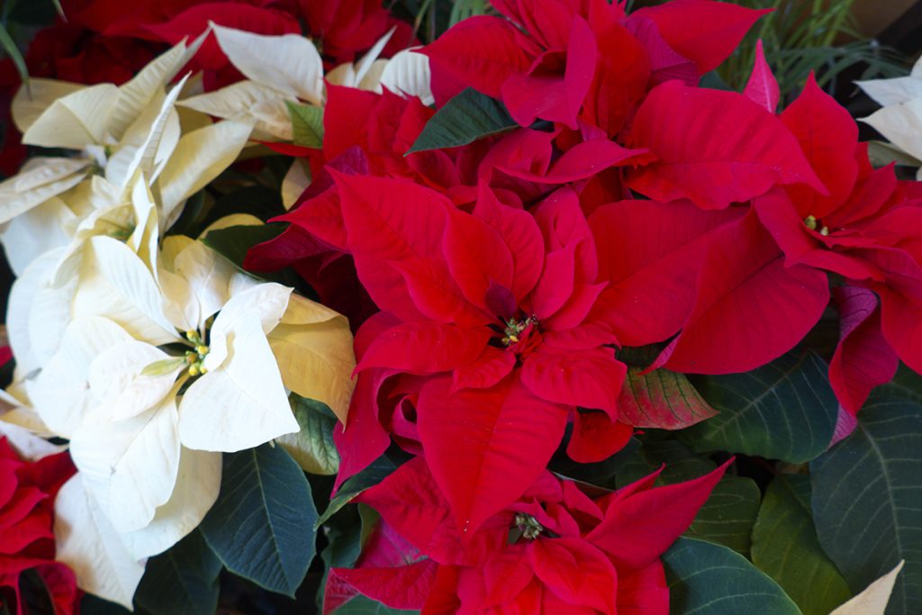 Dierenkliniek Tiel-Drumpt: De gevaren van vergiftiging, van hond en kat, rond kerst & oudjaar: Kerstster