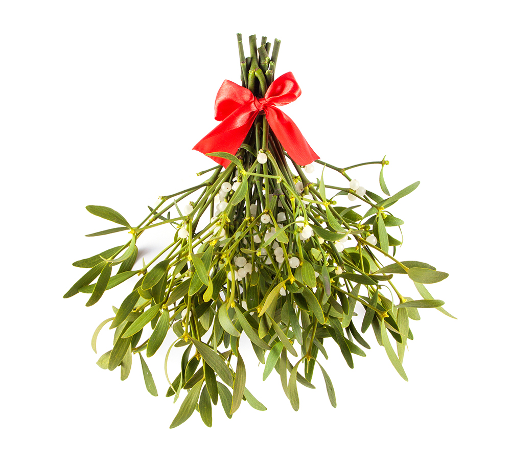 Dierenkliniek Tiel-Drumpt: De gevaren van vergiftiging, van hond en kat, rond kerst & oudjaar: Maretak