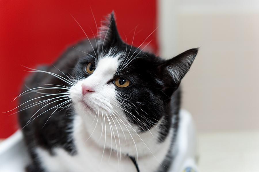 Dierenkliniek Tiel-Drumpt: Zelfs onze patiëntjes luisteren aandachtig bij het voedingsadvies.