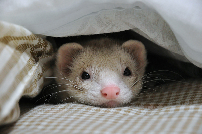 afbeelding Bijniertumoren