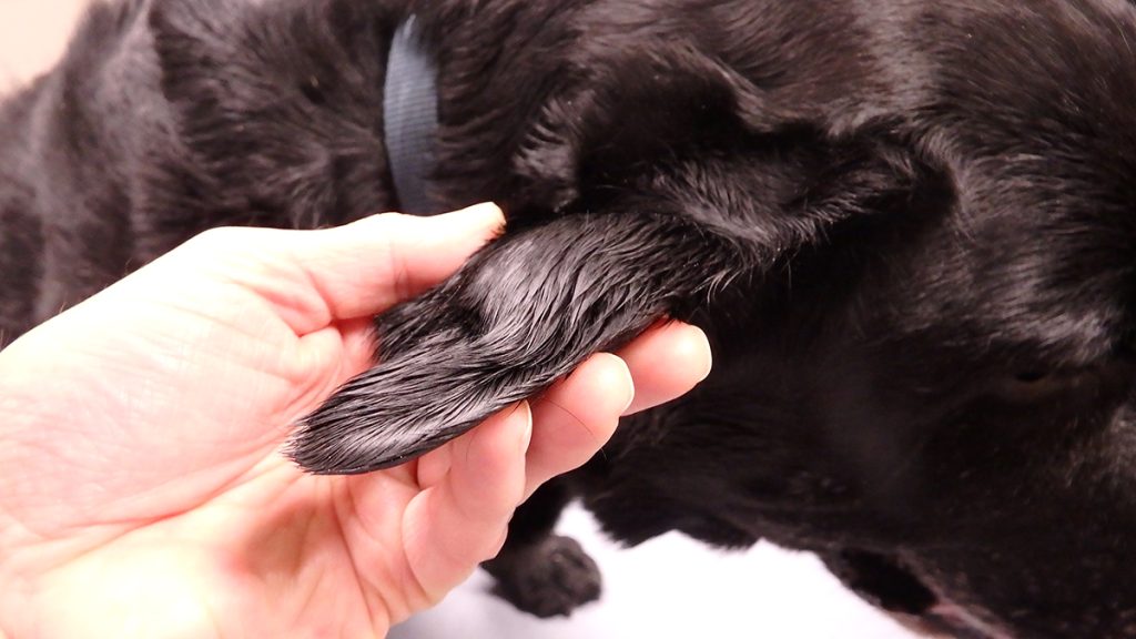 Dierenkliniek Tiel-Drumpt: Een bloedoor bij een hond.