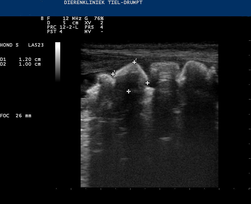 Dierenkliniek Tiel-Drumpt: Met behulp van de echo is elk type blaassteen te zien bij hond en kat.