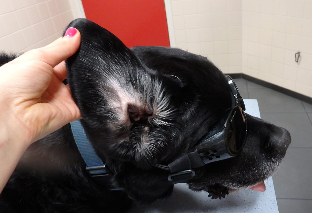 Dierenkliniek Tiel-Drumpt: Een hersteld bloedoor bij de hond.