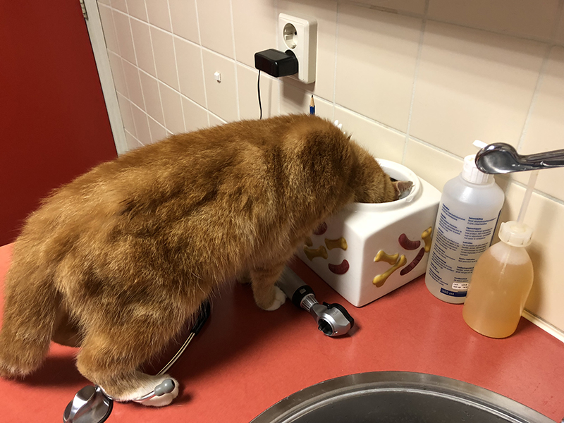 Dierenkliniek Tiel-Drumpt: Dierenarts voor Wamel: We hebben duidelijk lekker voer voor de kat.