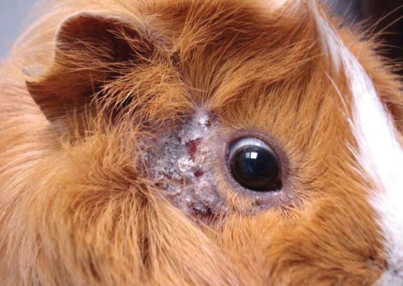 afbeelding Schimmel (ringworm)