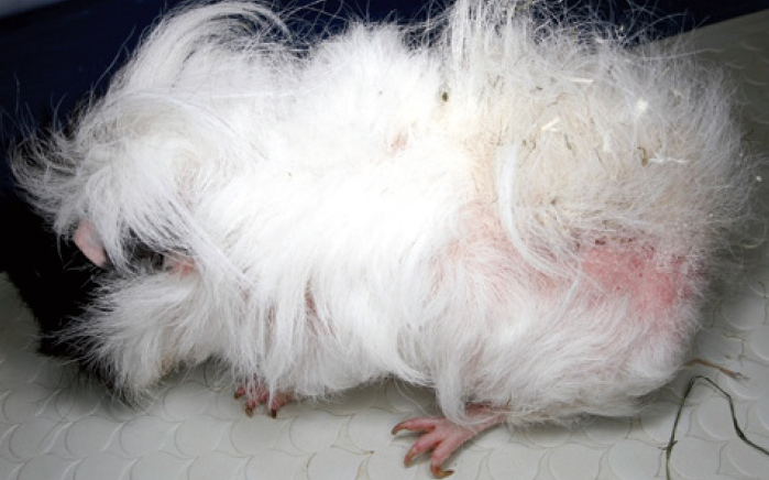 Dierenkliniek Tiel-Drumpt: Schurft bij de cavia geeft veel jeuk.