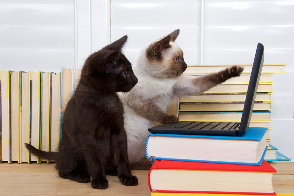 Dierenkliniek Tiel-Drumpt: Online afspraken maken bij de dierenarts in Tiel.