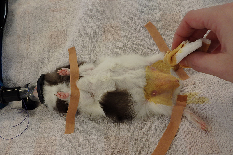 Dierenkliniek Tiel-Drumpt: Cavia castratie: Het steriel maken van het operatiegebied.