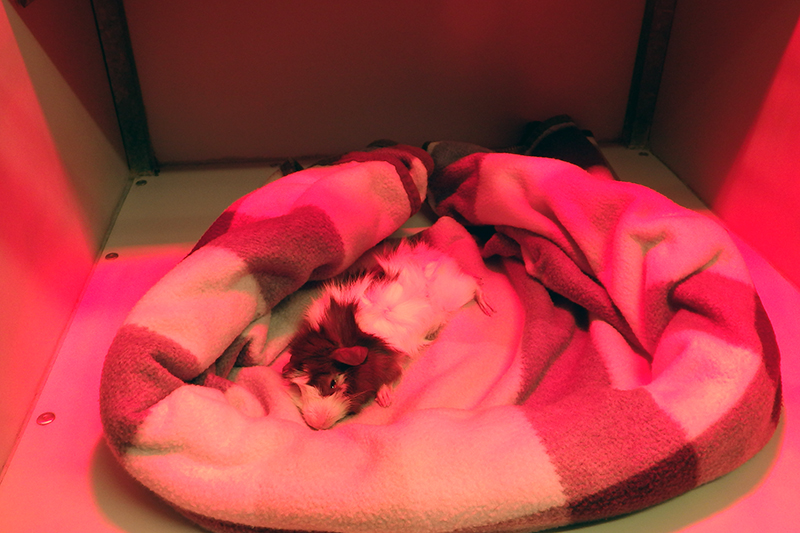 Dierenkliniek Tiel-Drumpt: Cavia castratie: Het bijkomen van de cavia. Afhankelijk hoe ze het doen, zal dit gebeuren onder de warmtelamp of in de couveuse.