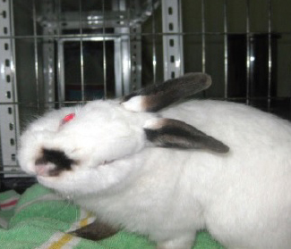 afbeelding Encephalitozoon cuniculi (E. cuniculi)