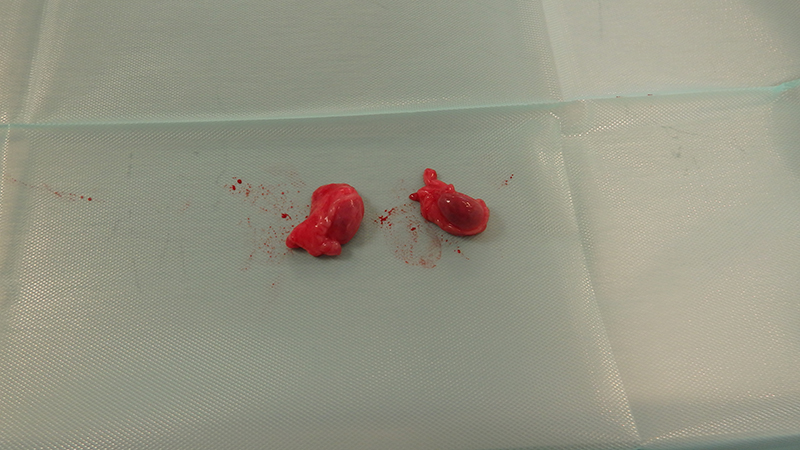 Dierenkliniek Tiel-Drumpt: Sterilisatie van de teef: de eierstokken.