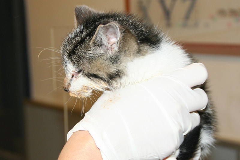 afbeelding Kattenziekte update