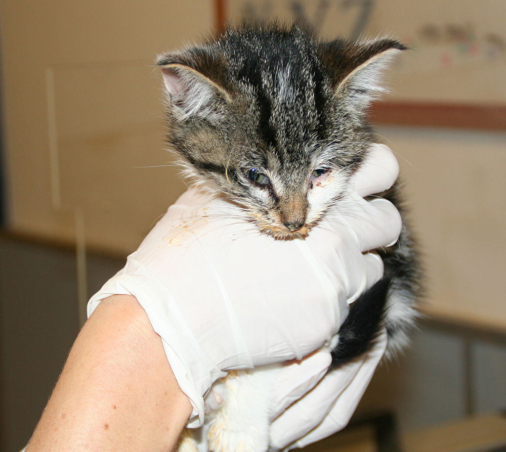 afbeelding Kattenziekte