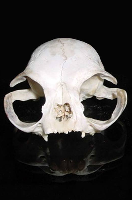 Dierenkliniek Tiel-Drumpt: Designerdieren, een genot of een gevaar? De schedel van de huidige Perzische kat.