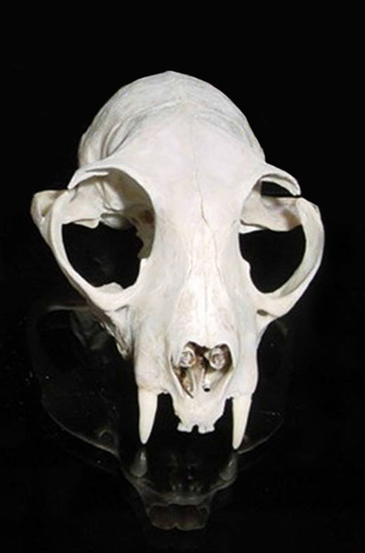 Dierenkliniek Tiel-Drumpt: Designerdieren, een genot of een gevaar? De schedel van de vroegere Pers.