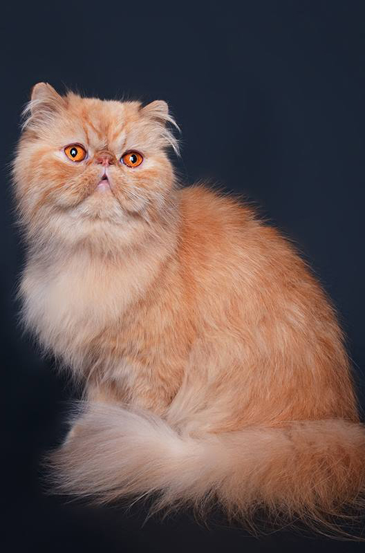 Dierenkliniek Tiel-Drumpt: Designerdieren, een genot of een gevaar? De Perzische kat nu.