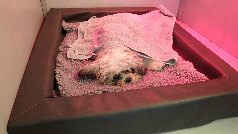 Dierenkliniek Tiel-Drumpt: Sterilisatie van de teef: Lekker in een zachte mand onder de warmtelamp.