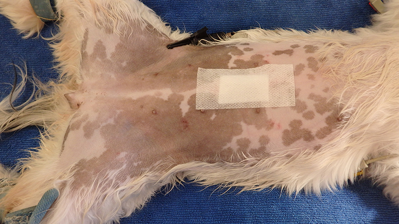 Dierenkliniek Tiel-Drumpt: Sterilisatie van de teef: pleister op de wond.