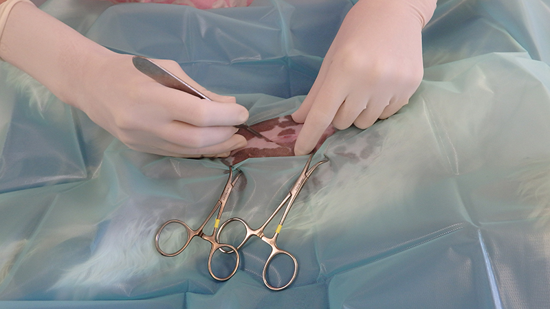 Dierenkliniek Tiel-Drumpt: Sterilisatie van de teef: Er wordt een klein sneetje gemaakt.