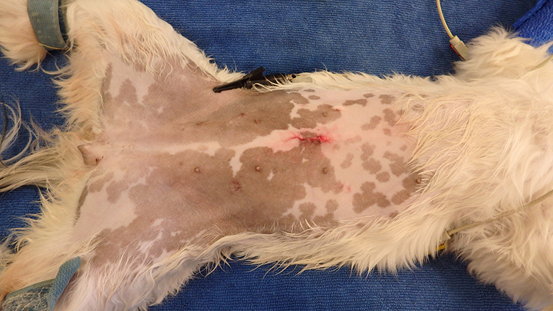 Dierenkliniek Tiel-Drumpt: Sterilisatie van de teef: De wond is onderhuids gehecht.